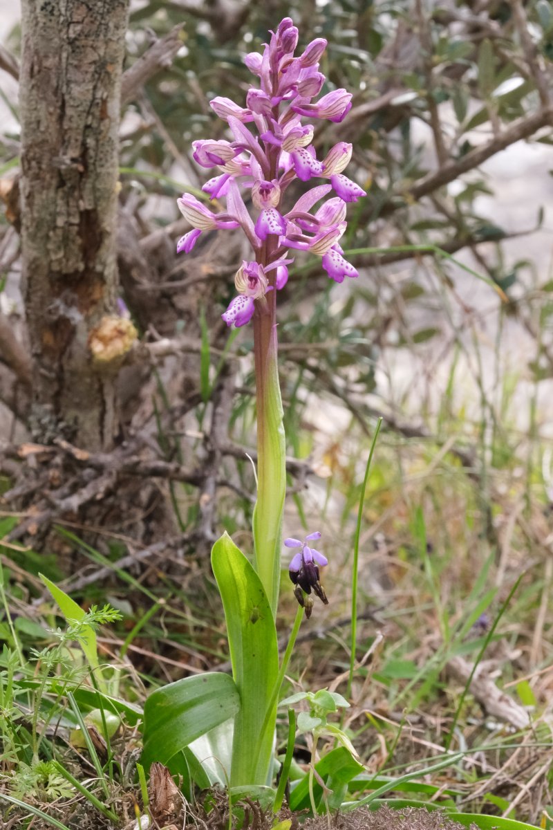 Ultime orchidee per quest''anno - Dalla Grecia con passione